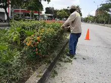 Adopción de zonas verdes en Cali: un programa que da frutos