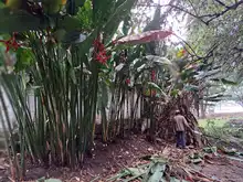 Adopción de zonas verdes en Cali: un programa que da frutos