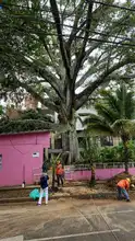 Dagma y CVC procederán a talar 1.000 árboles que presentan riesgo