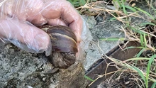  Dagma combate la proliferación del Caracol Africano