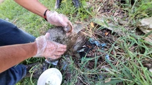 Dagma combate la proliferación del Caracol Africano