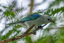 En estudio del Concejo la Semana de las Aves de Santiago de Cali, en febrero. Déjenos conocer su opinión.  