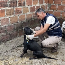 Tango y Rocky reciben protección del Dagma 