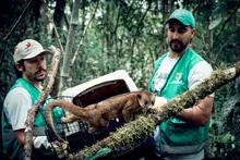 Un perro de monte y dos zarigüeyas, libres en su verdadera casa