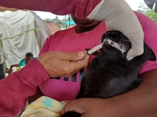 Dagma brindó atención veterinaria en zona inundada del jarillón del río Cauca