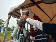 Dagma brindó atención veterinaria en zona inundada del jarillón del río Cauca