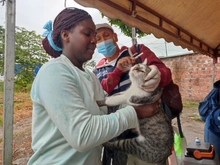 Dagma brindó atención veterinaria en zona inundada del jarillón del río Cauca