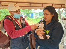 Dagma brindó atención veterinaria en zona inundada del jarillón del río Cauca