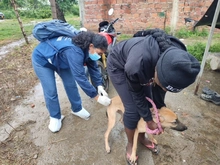 Dagma brindó atención veterinaria en zona inundada del jarillón del río Cauca
