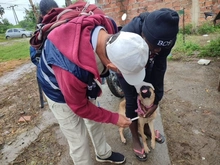 Dagma brindó atención veterinaria en zona inundada del jarillón del río Cauca