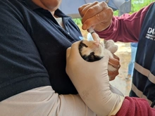 Dagma brindó atención veterinaria en zona inundada del jarillón del río Cauca