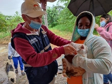 Dagma brindó atención veterinaria en zona inundada del jarillón del río Cauca