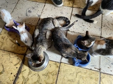 En Cali, el amor por los animales se tomó los albergues