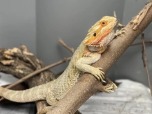 Reubicarán en su hábitat a 13 animales exóticos