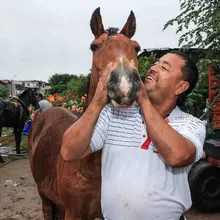 Alcaldía de Cali realiza jornada de pre-adopción equina en el barrio Alfonso Bonilla Aragón