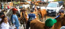 Alcaldía de Cali realiza jornada de pre-adopción equina en el barrio Alfonso Bonilla Aragón