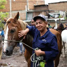 Alcaldía de Cali realiza jornada de pre-adopción equina en el barrio Alfonso Bonilla Aragón