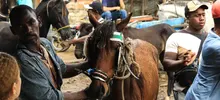 Alcaldía de Cali realiza jornada de pre-adopción equina en el barrio Alfonso Bonilla Aragón