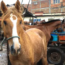 Un nuevo comienzo para ‘Zepelín’, el caballo que le ha dado todo a una familia del oriente de Cali