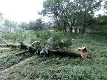 Sorprendida cuadrilla ilegal talando 8 árboles en la comuna 19