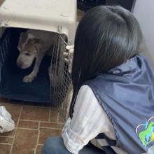 ‘Tango’ un perro que baila de la dicha