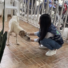 ‘Tango’ un perro que baila de la dicha