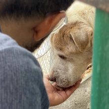 ‘Tango’ un perro que baila de la dicha