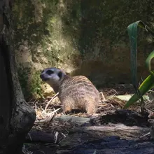 Expedición ‘Todas y Todos a Estudiar’, por el zoológico de Cali