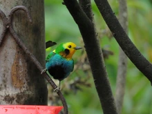 En el Hotel Dann se realizará el ‘IV Encuentro de Turismo Sostenible Acotur’ y la ‘III Rueda de Negocios’