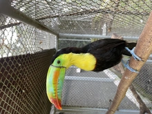 Acciones para  migar los efectos del tráfico en la fauna silvestre 