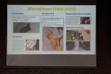 Los animales, los más afectados por el uso de pólvora en Cali