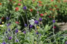 Agencias de cooperación internacional resaltan valor social de huertas y jardines del jarillón
