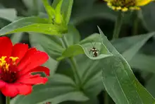 Agencias de cooperación internacional resaltan valor social de huertas y jardines del jarillón