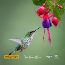 ¡Espectaculares! Estas son las mejores fotos de colibríes tomadas en Cali