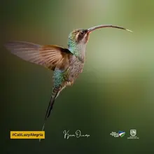 ¡Espectaculares! Estas son las mejores fotos de colibríes tomadas en Cali