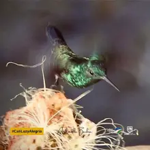 ¡Espectaculares! Estas son las mejores fotos de colibríes tomadas en Cali