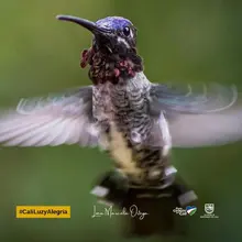 ¡Espectaculares! Estas son las mejores fotos de colibríes tomadas en Cali