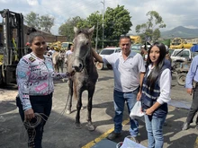 ¡La espera terminó! Más de 100 equinos se preparan para disfrutar de un nuevo hogar en esta navidad