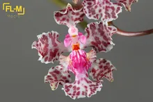Trichocentrum carthagenense 