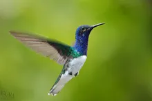 Florisuga mellivora