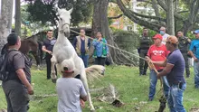 En Cali, caballos y yeguas se liberan de años de trabajo forzado