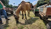 En Cali, caballos y yeguas se liberan de años de trabajo forzado