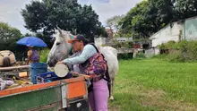 En Cali, caballos y yeguas se liberan de años de trabajo forzado