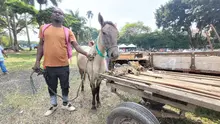 En Cali, caballos y yeguas se liberan de años de trabajo forzado