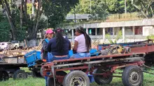 En Cali, caballos y yeguas se liberan de años de trabajo forzado