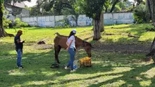 En Cali, caballos y yeguas se liberan de años de trabajo forzado