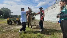 En Cali, caballos y yeguas se liberan de años de trabajo forzado