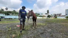 En Cali, caballos y yeguas se liberan de años de trabajo forzado