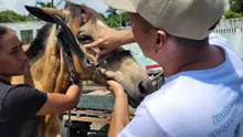 En Cali, caballos y yeguas se liberan de años de trabajo forzado