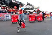 Papi y Mami vinieron al Salsódromo a buscar hogar 